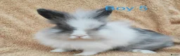 Lionhead rabbits for sale: Double mane lionhead rabbits - Advert 6