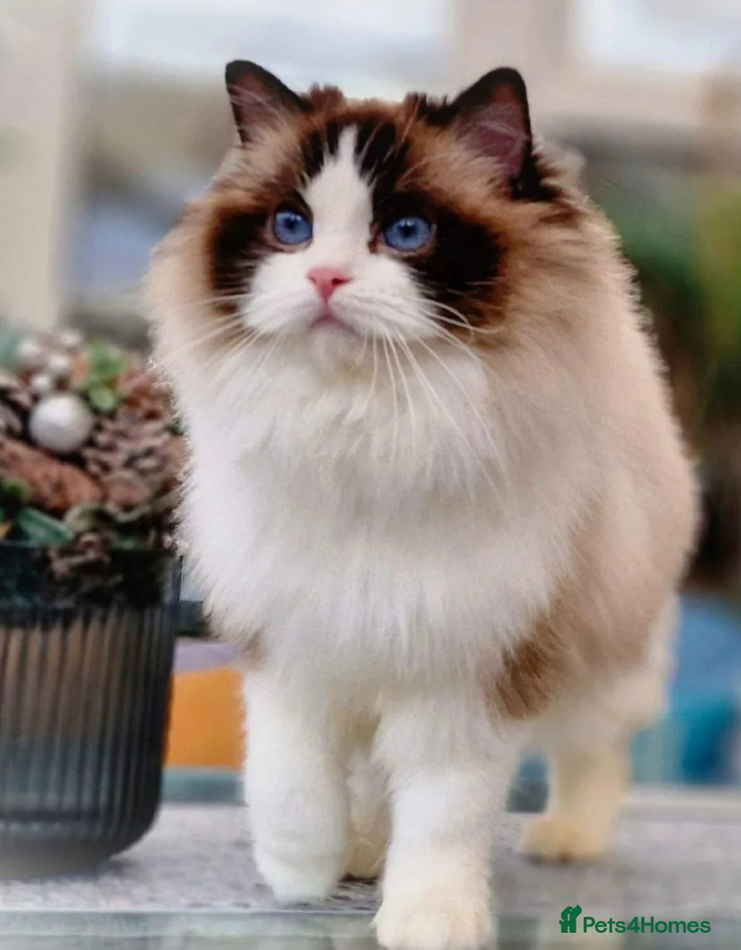 Ragdoll cats for sale: 🥰🎀Stunning Queens top European lines - Advert 1
