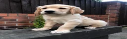 Golden Retriever dogs for sale: KC Reg Dark Red Golden Retriever-100% DNA Tested - Advert 3