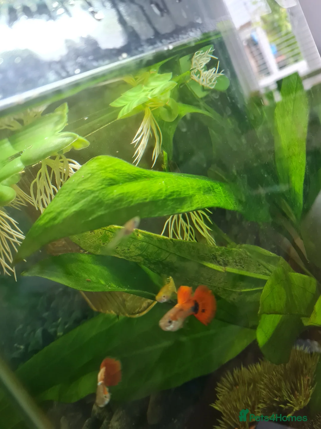 Live Bearers fish for sale: Guppy babies  in Newton Abbot - Advert 2