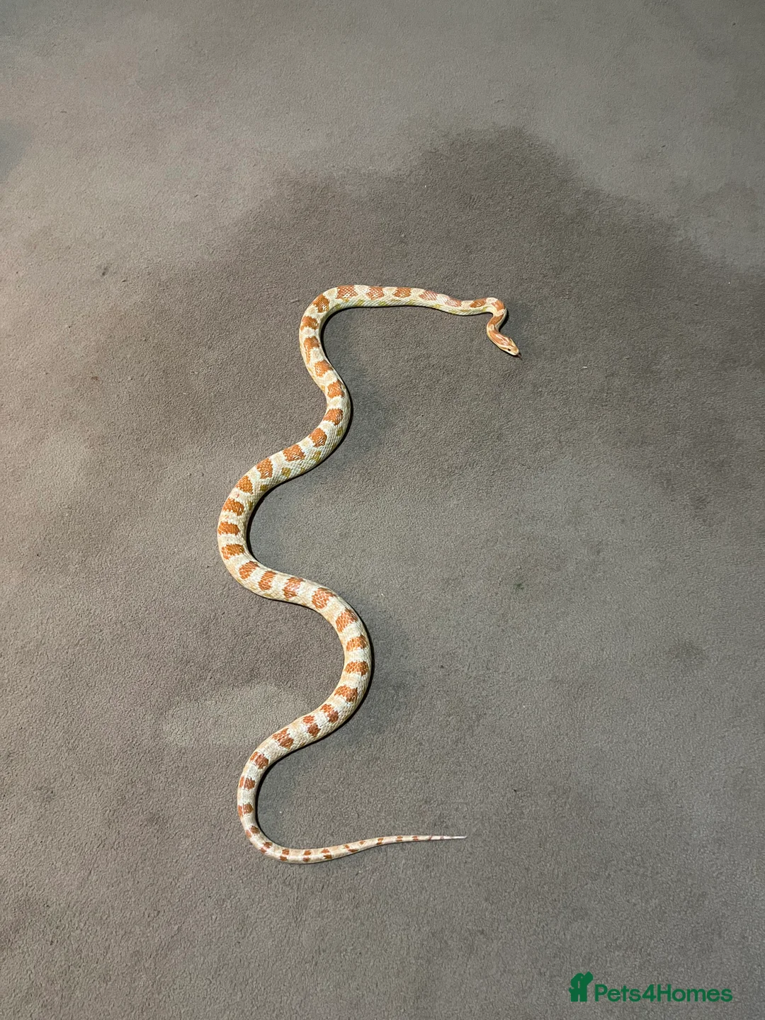 Corn Snake reptiles for sale: Inferno morph female corn snake in Market Drayton - Advert 2