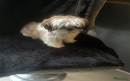 Shih Tzu dogs for sale: Shih Tzu puppies 1 BOY LEFT fully vaccinated  - Image 30