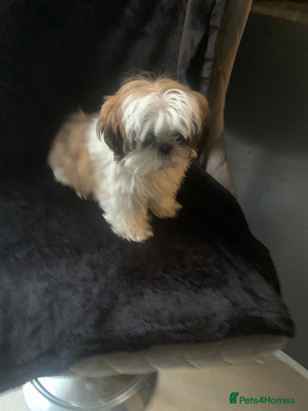 Shih Tzu dogs for sale: Shih Tzu puppies 1 BOY LEFT fully vaccinated  - Image 30