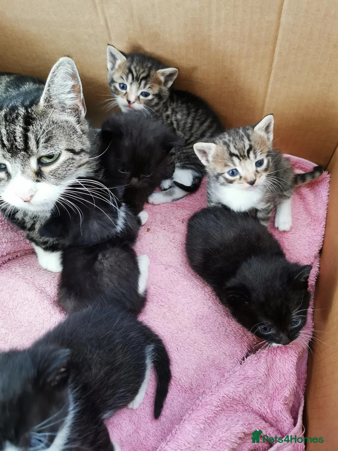 Mixed Breed cats for sale: Lovely Kittens  - Advert 2