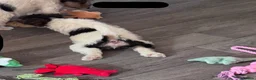 Fox Terrier dogs for sale: Beautiful top bloodline male available  - Advert 4