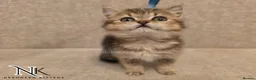 British Shorthair cats for sale: GCCF British Shorthair Babies Ready Soon 🐱 - Advert 16