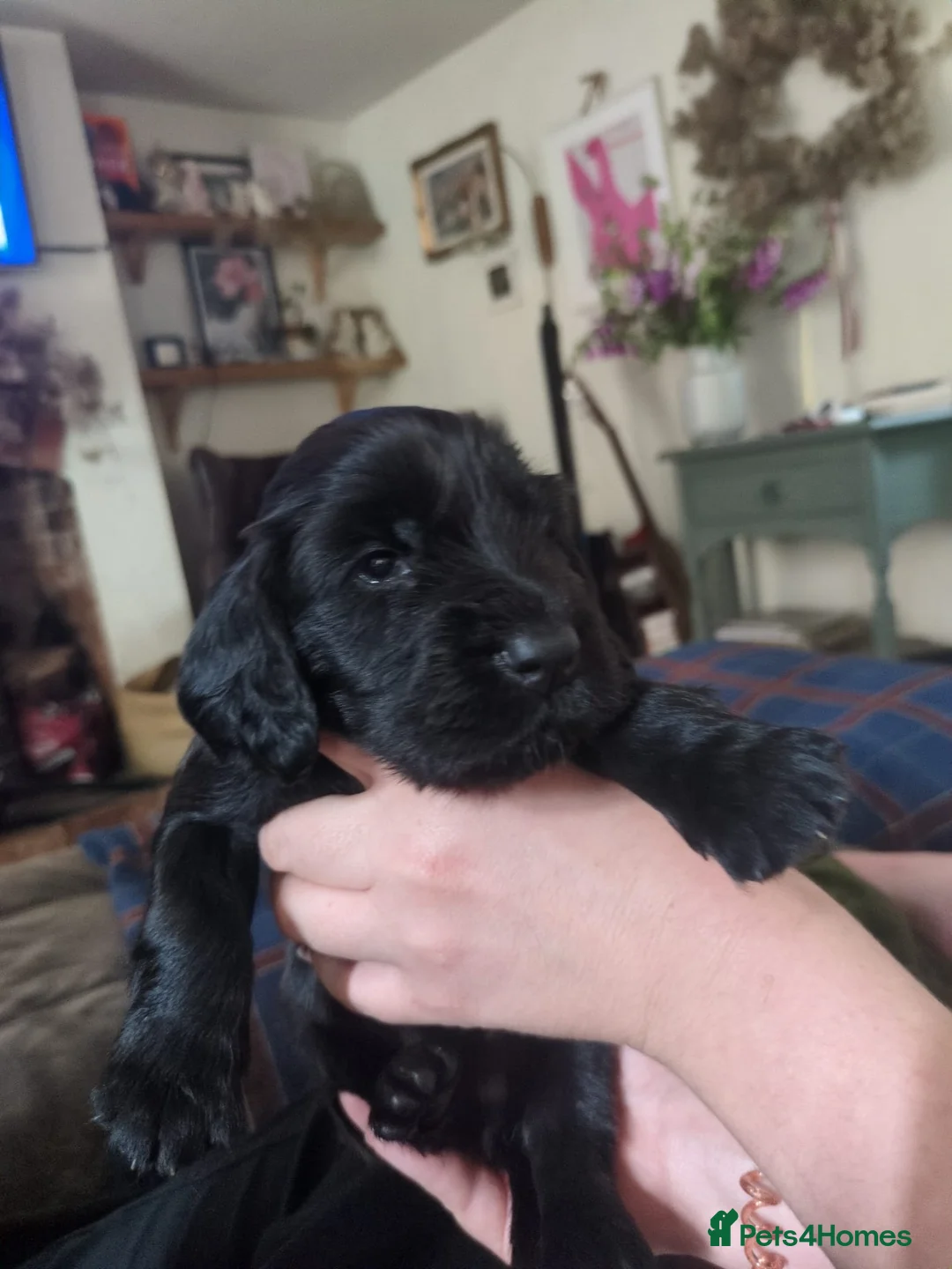 Field Spaniel dogs for sale: *Field Spaniel Puppies* Rare British Breed  - Advert 1