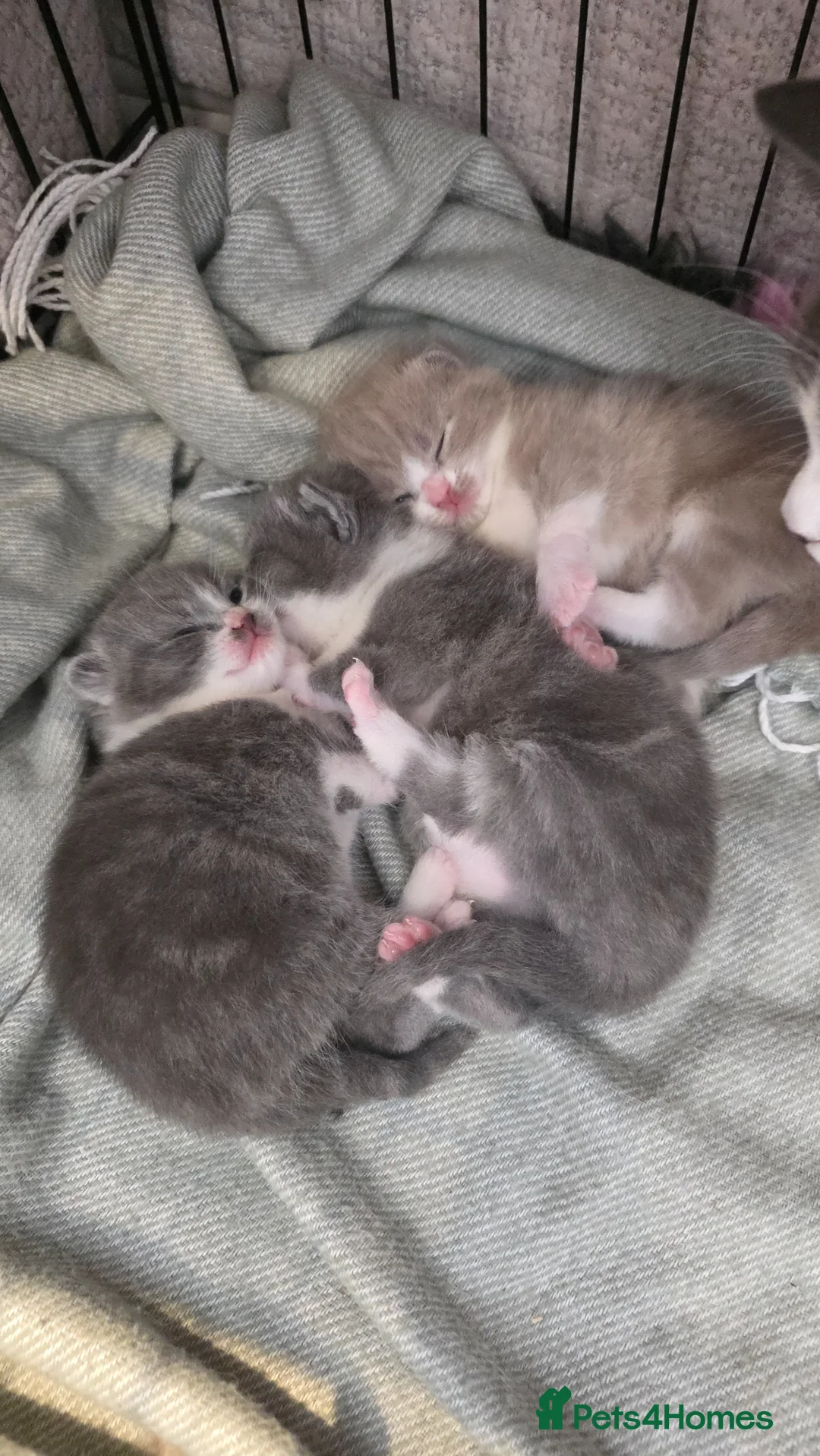 British Shorthair cats for sale: Beautiful British Shorthair Girls - Advert 1