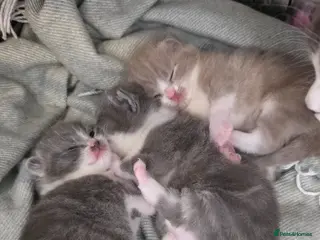 British Shorthair cats Beautiful British Shorthair Girls - Advert 6