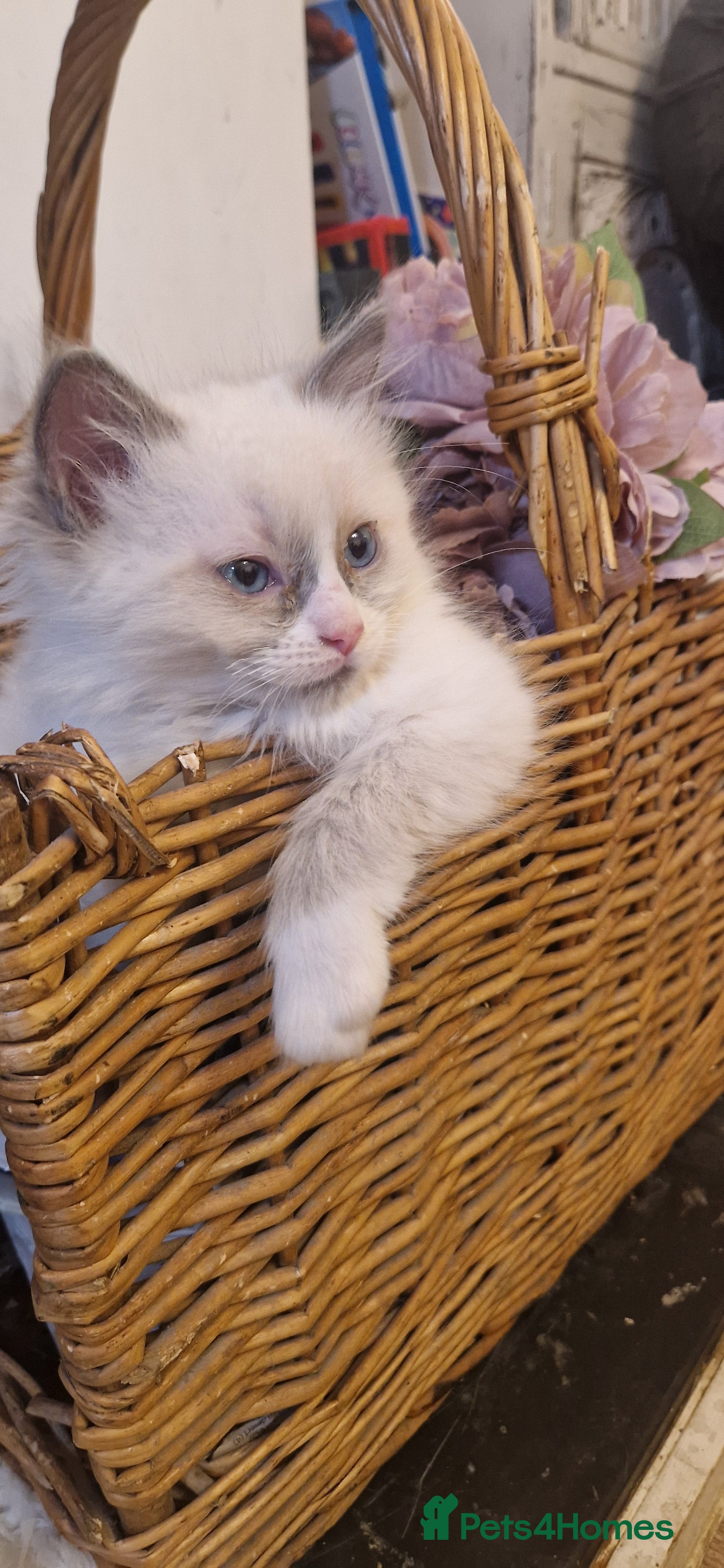 Ragdoll cats Pure Bred Ragdolls - Advert 11