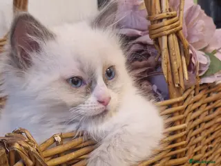 Ragdoll cats Pure Bred Ragdolls - Advert 12