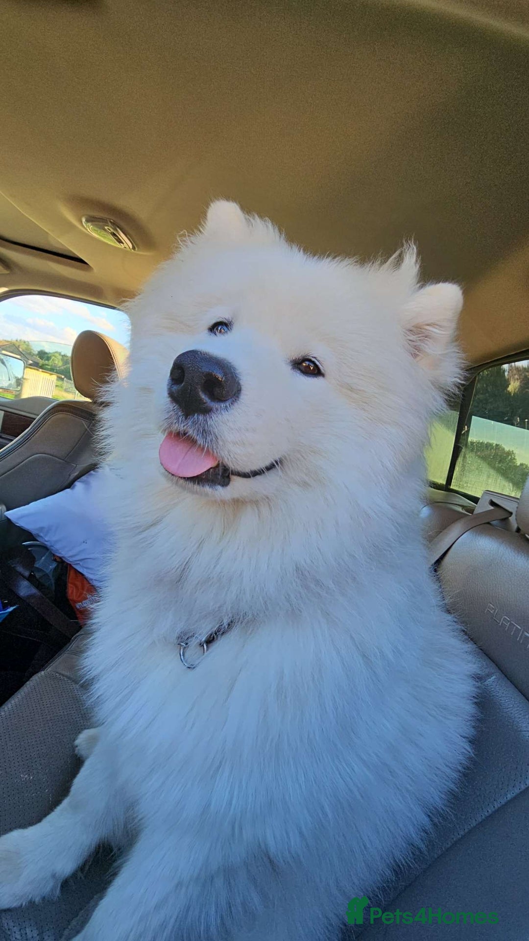 Samoyed dogs for sale: 9 month old Samoyed looking for a new home. - Advert 1