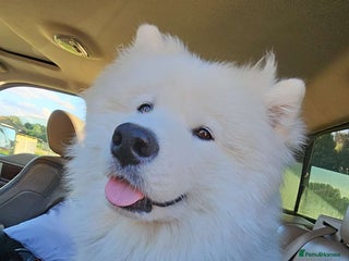 Samoyed dogs 9 month old Samoyed looking for a new home. - Advert 6