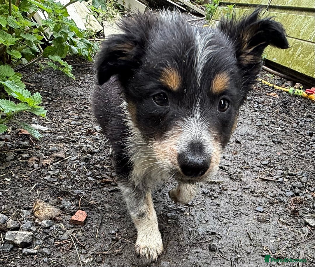Border Collie dogs for sale: Border Collie Puppies  - Image 1