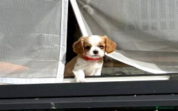 Cavalier King Charles Spaniel dogs for sale: 1 Adorable Cavalier King Charles Puppy for sale - Image 17
