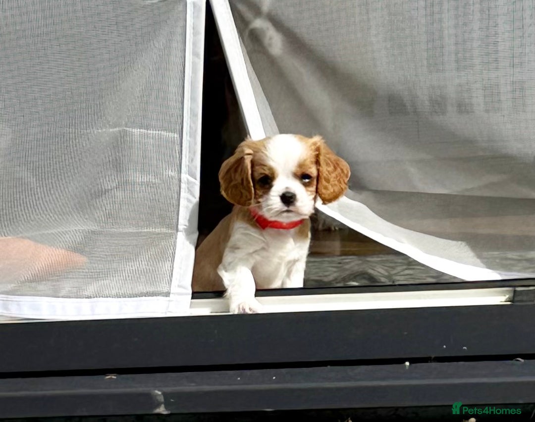 Cavalier King Charles Spaniel dogs for sale: 1 Adorable Cavalier King Charles Puppy for sale - Image 17