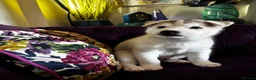 Siberian Husky dogs for sale: Exceptional Siberian Husky x Gsd Puppy - Advert 13