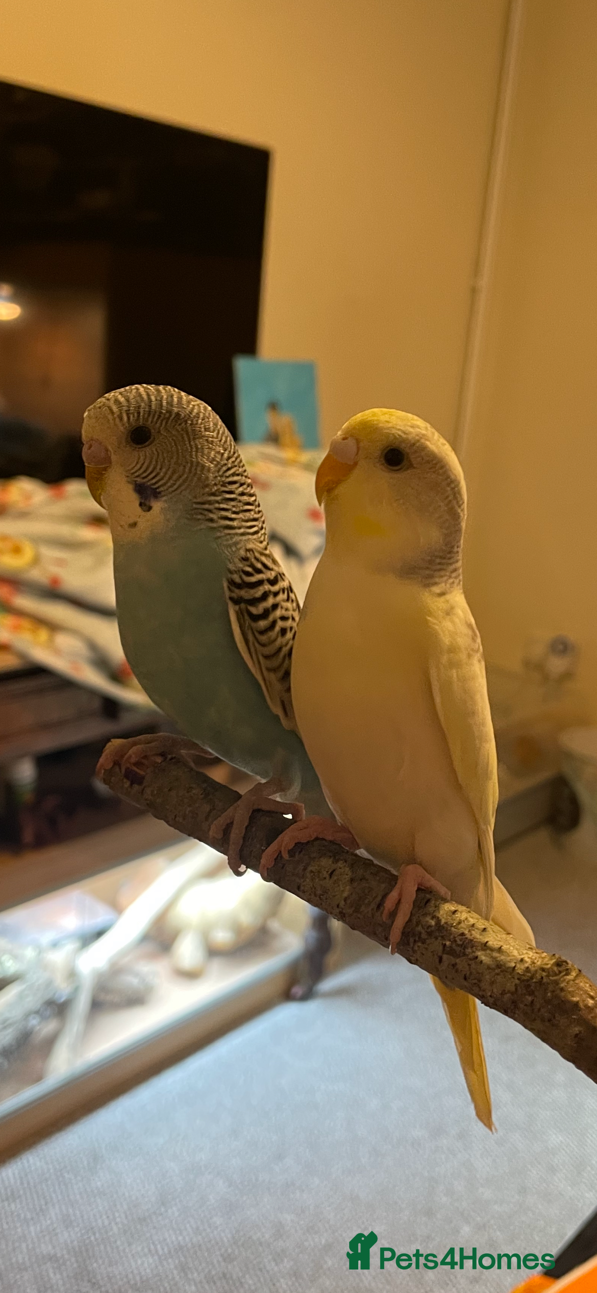 Budgerigars birds Baby Male (blue) and female (yellow) budgies - Advert 5