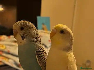 Budgerigars birds Baby Male (blue) and female (yellow) budgies - Advert 1