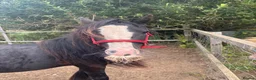 Irish Cob horses for sale: Rising 3 Cob Colt in King's Lynn - Advert 2