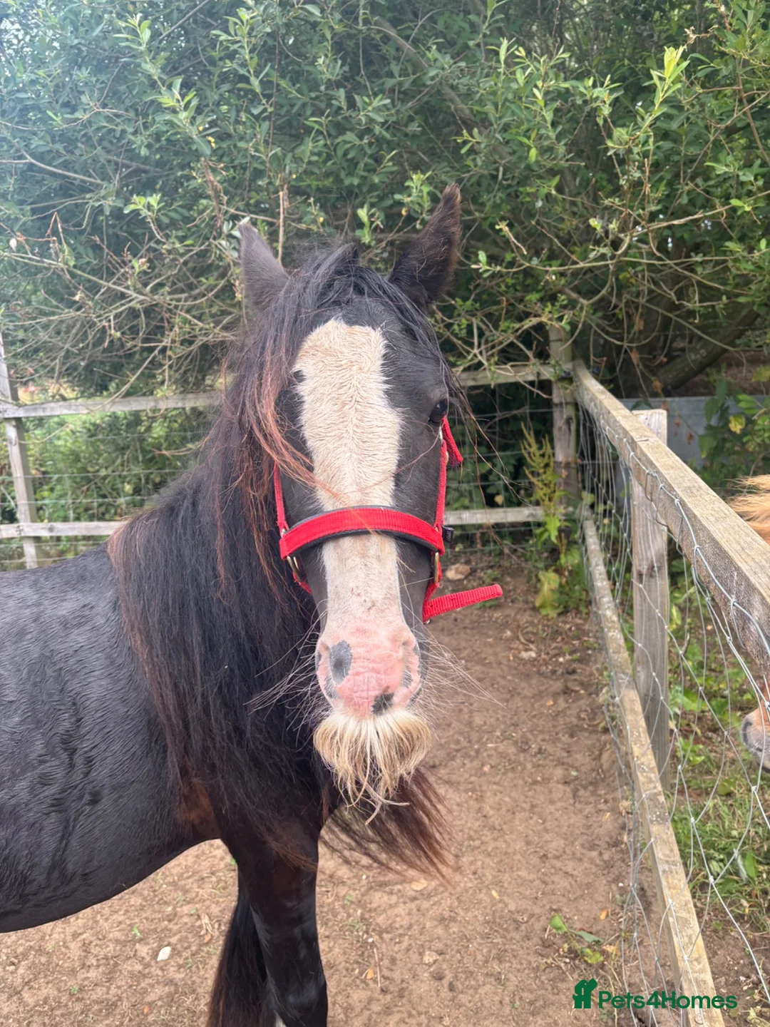 Irish Cob horses for sale: Rising 3 Cob Colt in King's Lynn - Advert 2