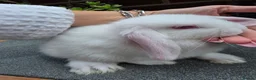Mini Lop rabbits for sale: Mini lop - Advert 3