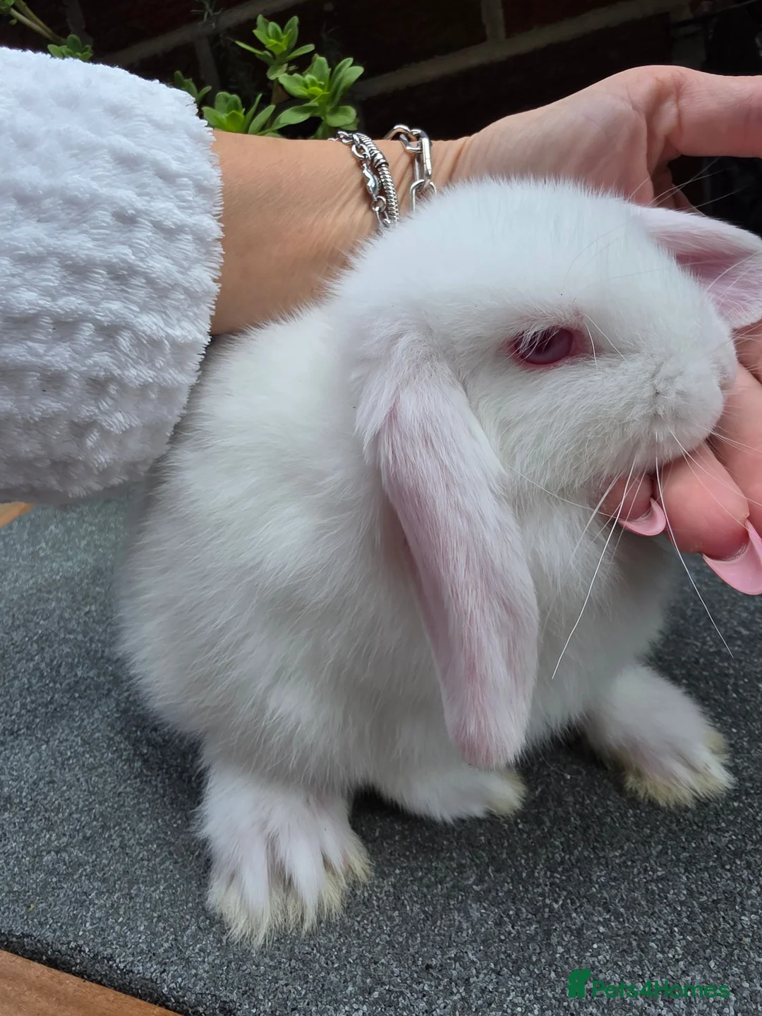 Mini Lop rabbits for sale: Mini lop - Advert 3