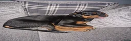 Rottweiler dogs for sale: Beautiful Rottweiler needing the right home ❤️ - Advert 8