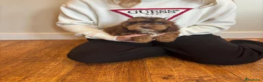 Cockapoo 1