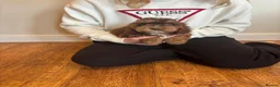 Cockapoo dogs for sale: Cockapoo puppies  - Advert 8