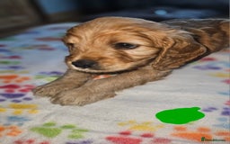Cockapoo dogs for sale: Cockerpoo  - Image 15