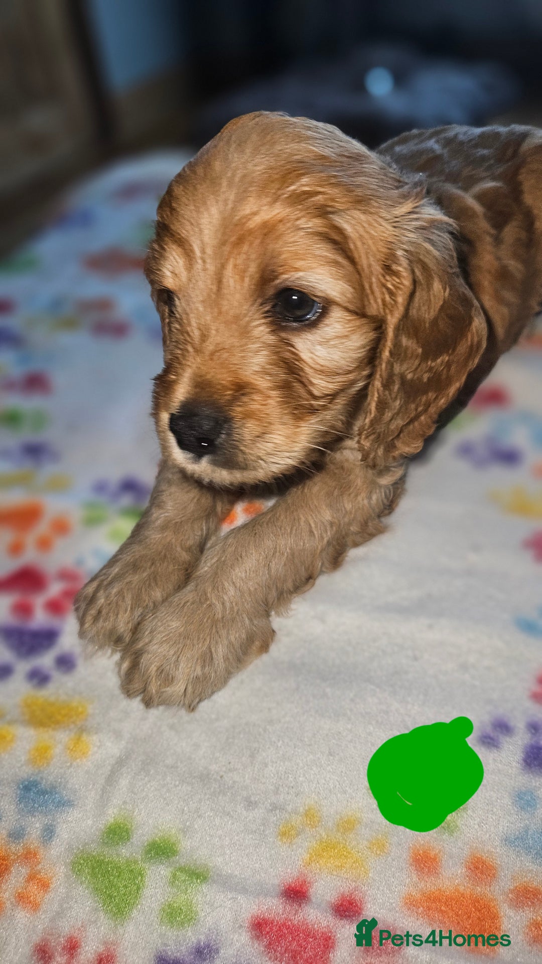 Cockapoo dogs for sale: Cockerpoo  - Image 15