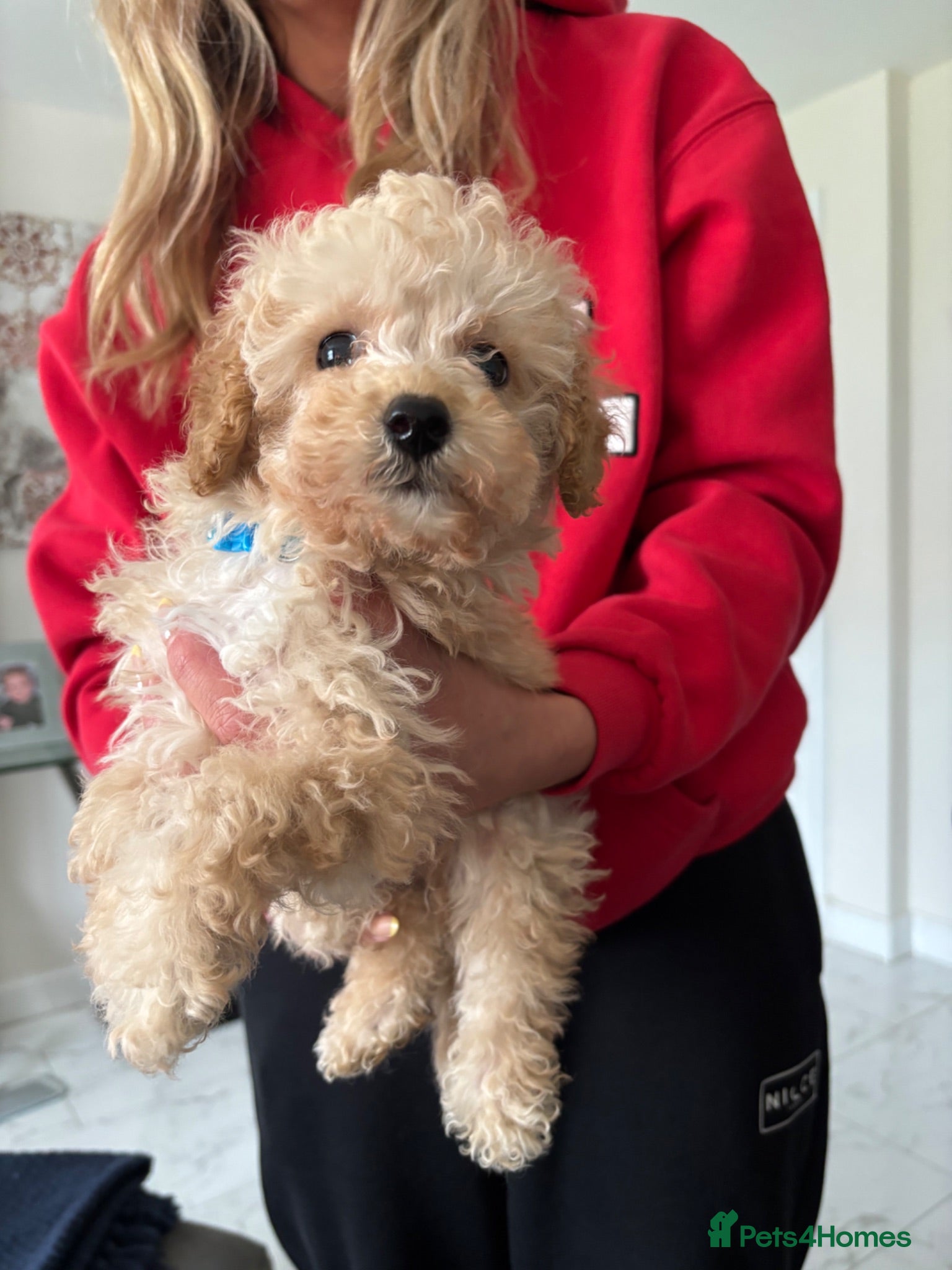 Toy Poodle dogs KC reg Toy Poodle Puppies Royal Bloodlines✨ - Advert 1