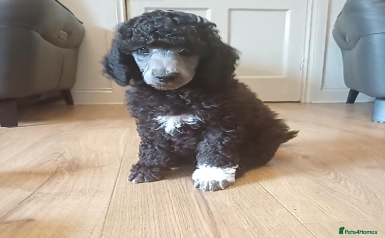Standard Poodle dogs in Thornhill - Advert 1