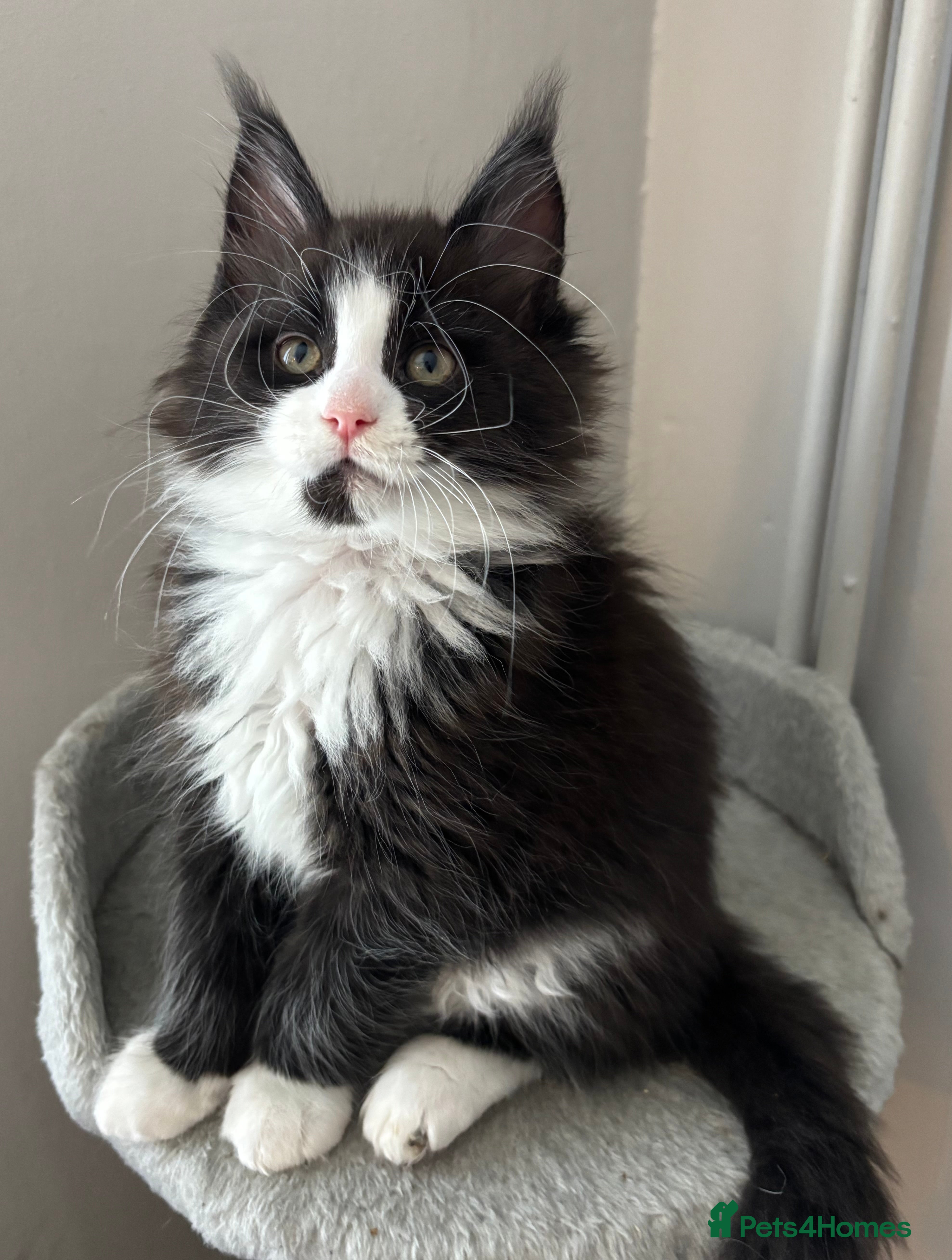 Maine Coon cats STUNNING TICA REG DNA HEALTH TESTED KITTENS  - Advert 2