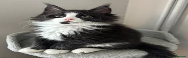 OREO