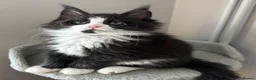 Maine Coon cats for sale: AMAZING TICA REGISTERED HEALTH TESTED KITTENS  - Advert 26