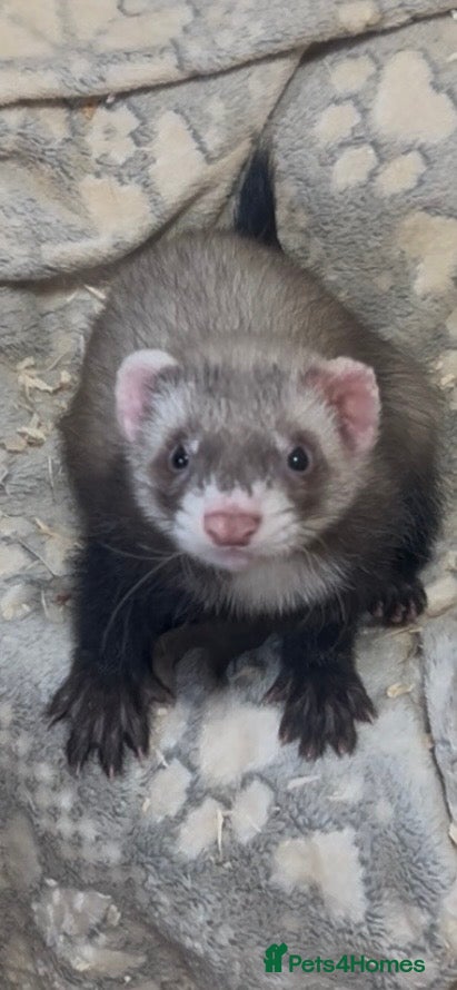 Ferret rodents Kits for sale  - Advert 2