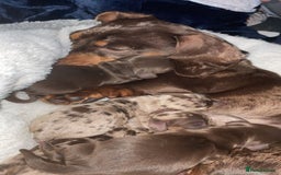 Miniature Dachshund dogs for stud: Chocolate & Tan (carries long) Stud in Dalry - Image 9