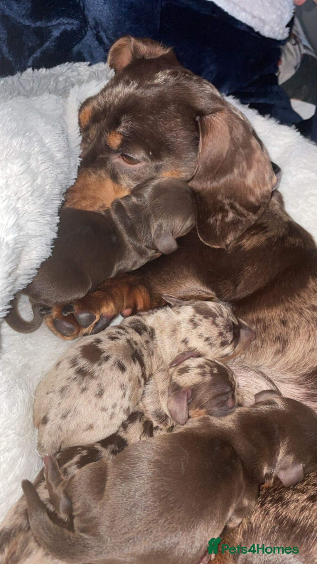 Miniature Dachshund dogs for stud: Chocolate & Tan (carries long) Stud in Dalry - Image 9