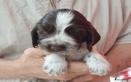 Cocker Spaniel dogs for sale: Kc Reg show type cocker spaniel puppies  - Image 16