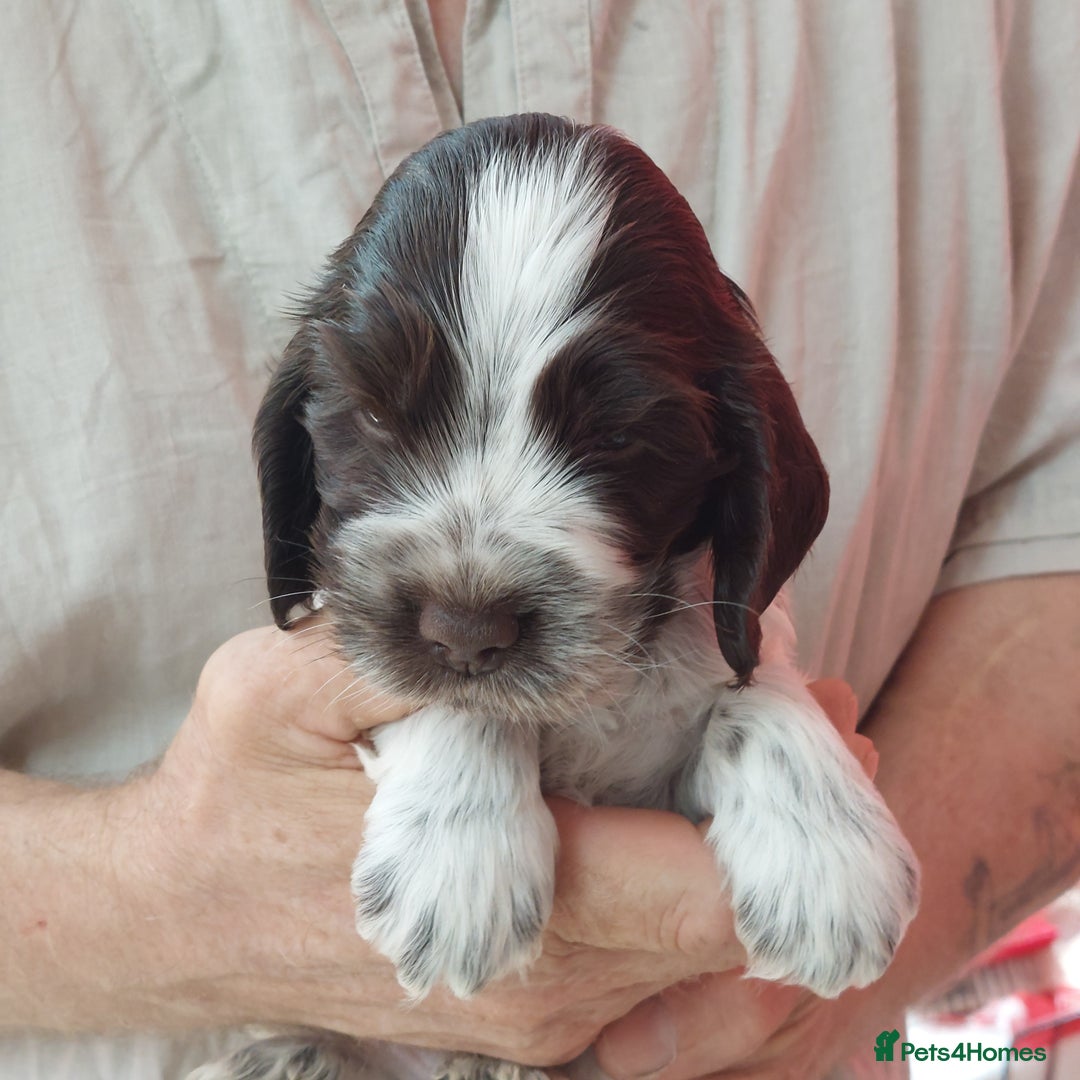 Cocker Spaniel dogs for sale: Kc Reg show type cocker spaniel puppies  - Image 16