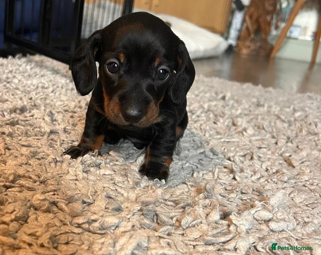 Miniature Dachshund dogs for sale: 🐾 KC Mini Dachshund Puppies – Champion Bloodlines - Advert 6