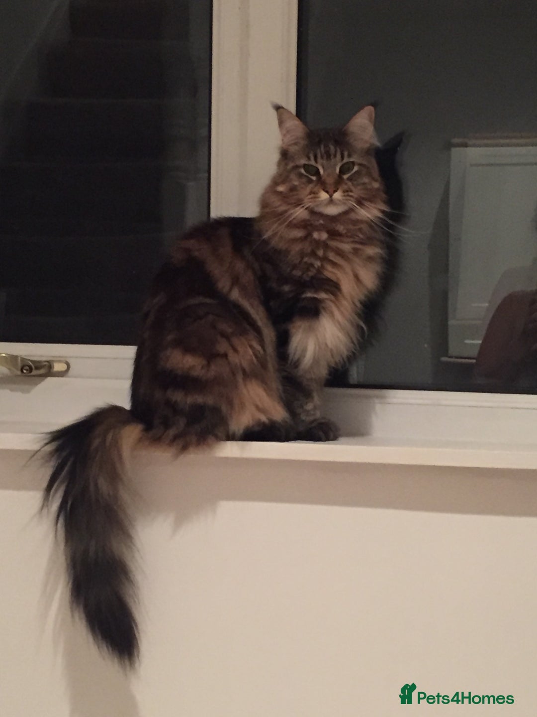 Maine Coon cats for sale: 11 year old Maine coon girl for rehome - Image 26