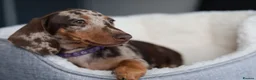 Dachshund dogs for sale: KC Registered Dachshund Puppies  - Advert 7