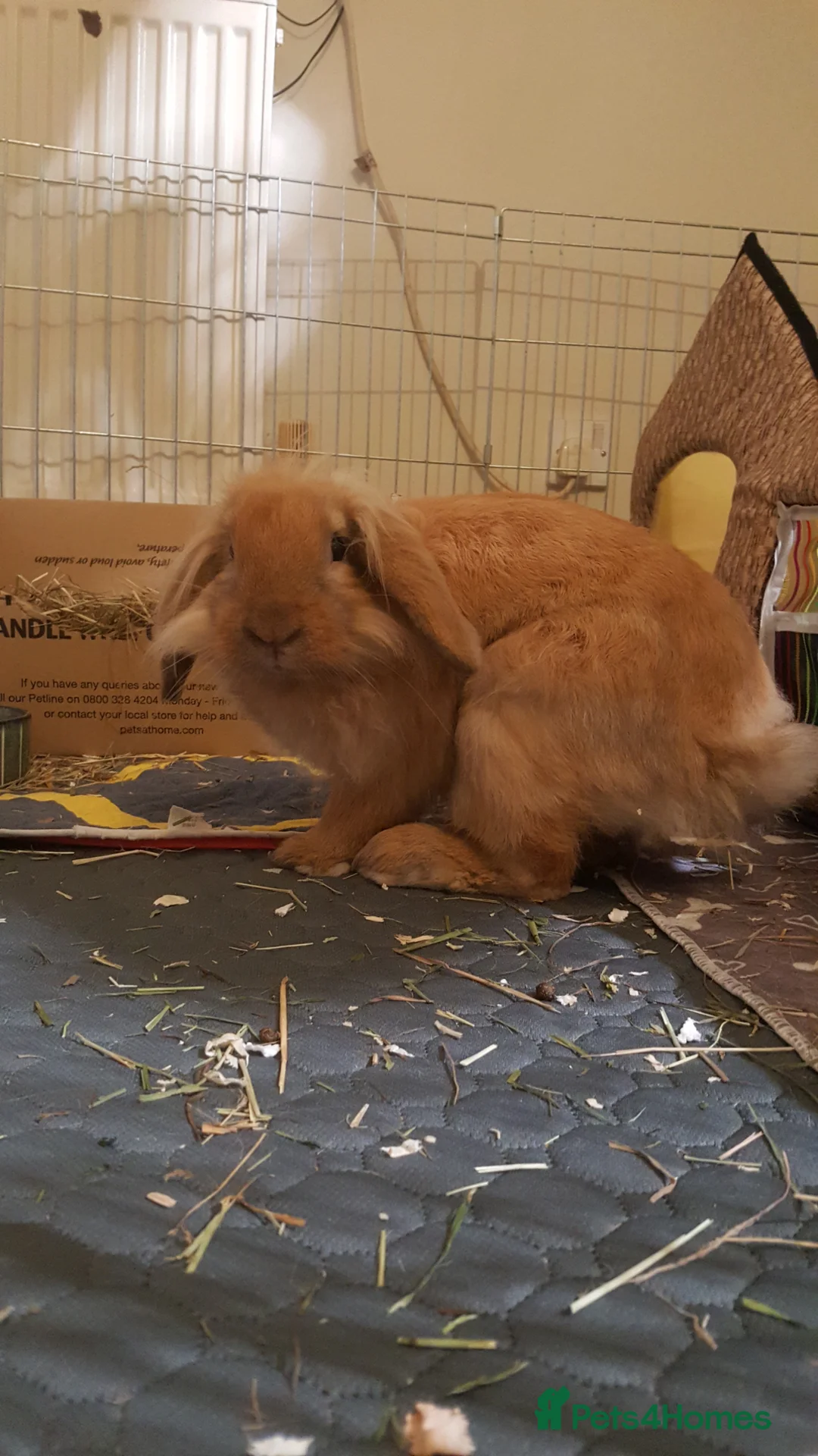 Mixed Breed rabbits for sale: Beautiful boy Augy in Woodbridge - Advert 2