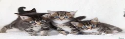 Mixed Breed cats for sale: Meet Our Beautiful Kittens! 🐾 - Advert 14