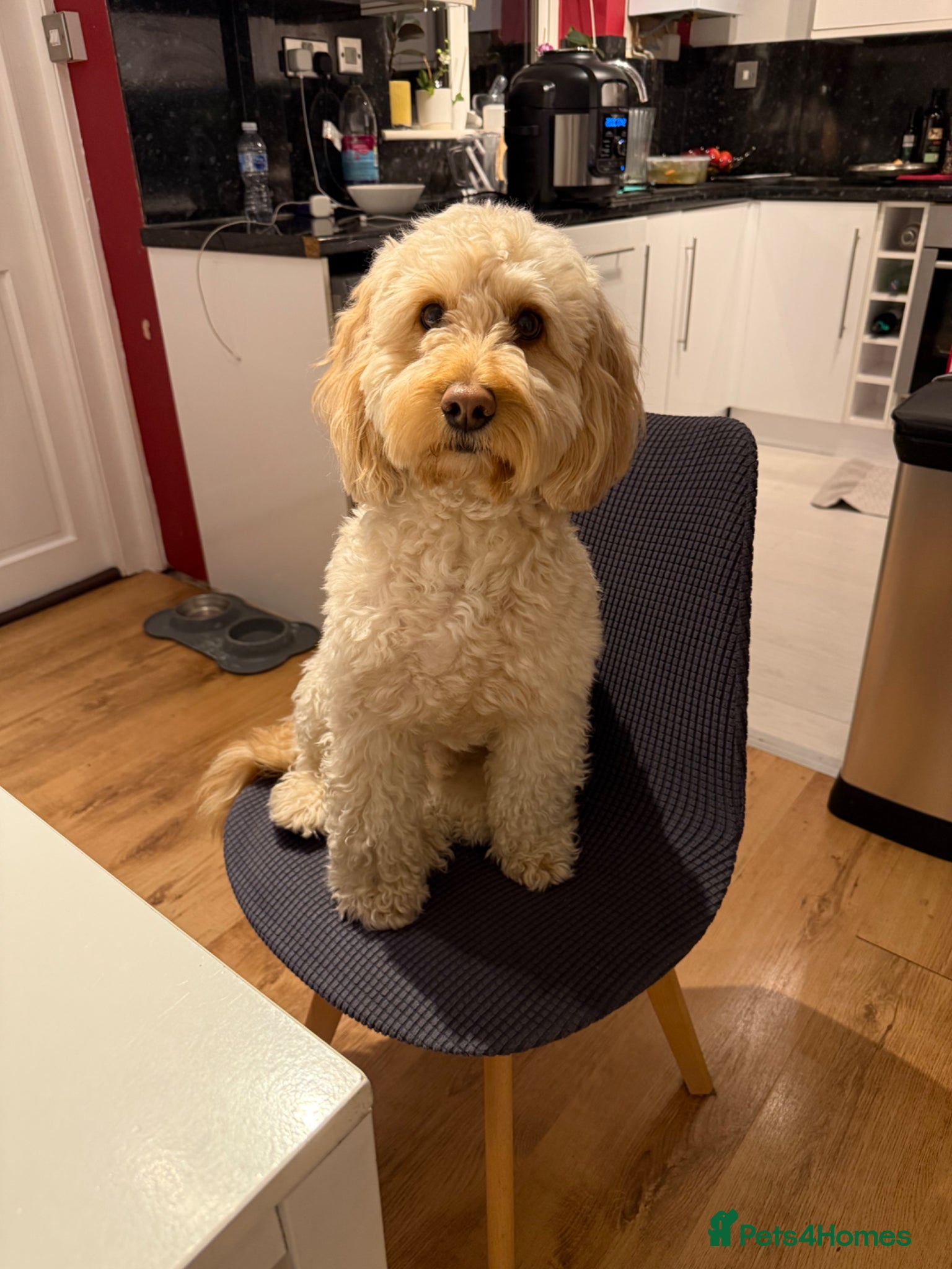 Cockapoo dogs Ringo - Advert 1