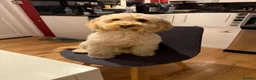 Cockapoo dogs for stud: Ringo in Haverhill - Advert 1