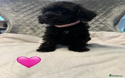 Schnoodle dogs for sale: Beautiful Schnoodle Puppies For Sale - Image 16